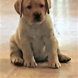 Labrador Retriever Puppies from Lorlyn Labradors