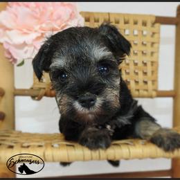 Sophie - Salt and pepper female Miniature Schnauzer puppy in Mount Airy, Georgia from Miniature Schnauzers GA, LLC