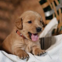 Heidi - Golden female Golden Retriever puppy in Payette, Idaho from Stonewick Retrievers