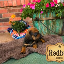 Dachshund Puppies from Rodeo Doxies