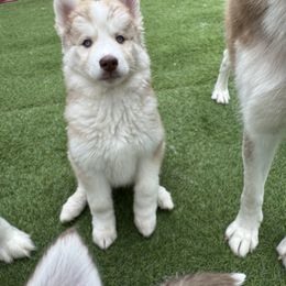 Siberian Husky Puppies from Young Orchard Siberians