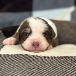 Boy 5 - Red tri Miniature Australian Shepherd puppy in Watson, Louisiana from Duncan’s Miniature Australian Shepherds