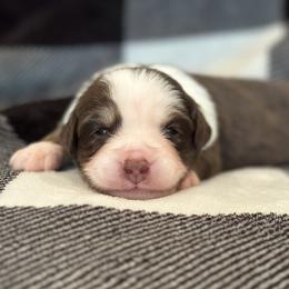 Boy 5 - Red tri Miniature Australian Shepherd puppy in Watson, Louisiana from Duncan’s Miniature Australian Shepherds