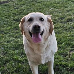 Bella - Labrador Retriever