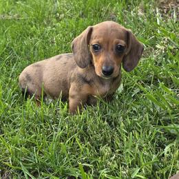 Dotty - Dapple female Dachshund puppy in Atwater, Ohio from Ivy Willow Dachshunds