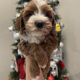 Australian Labradoodle and Goldendoodle Puppies from The Moon Doodles