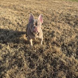 Huckleberry - Liver male French Bulldog puppy in Evans, Georgia from Le’ Petit Frenchies