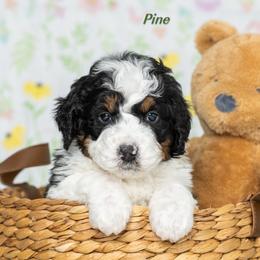 Pine - Phantom male Bernedoodle puppy in St Joe, Indiana from Pawsh Bernedoodles