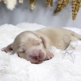 Caspian - Cream male Dachshund puppy in Redding, California from Jean & Mae Doxies