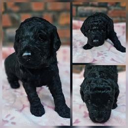 Bubbles - Black female Goldendoodle puppy in Harris County, Texas from Cute & Curly Doodles