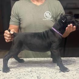 Canary - Black female Cane Corso puppy in Lubbock, Texas from Hub City Kennel
