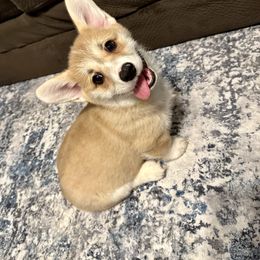Pembroke Welsh Corgi Puppies from Brilliant Breeds