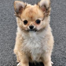 FAWN LONG COAT - Fawn and white male Chihuahua puppy in Marcy, New York from Dralion Chihuahuas