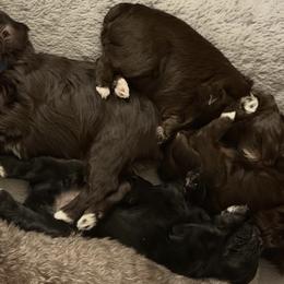 Miniature Schnauzers from Cali Schnauzies
