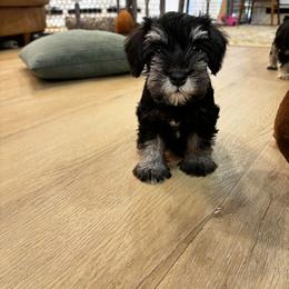 Girl 3 - Black and silver female Miniature Schnauzer puppy in Houston, Texas from Silver Paw Ranch