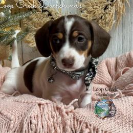 Ronnie - Piebald male Dachshund puppy in Fayetteville, West Virginia from Loop Creek Dachshunds