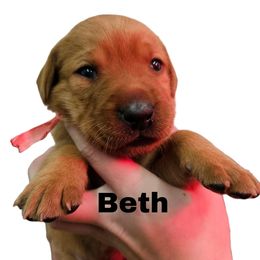 Beth - Yellow female Labrador Retriever puppy in Sidney, Nebraska from Nebraska Strong Labradors