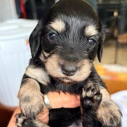 Black and Cream Female - Black and cream female Dachshund puppy in Medina, Ohio from STORIED DOXIES