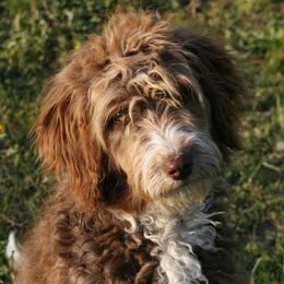 Atlas - Red tri-color Aussiedoodle puppy in Four Oaks, North Carolina from RoseWest Farms