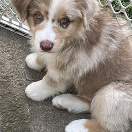 Australian Shepherd Puppies from Dawn Reid