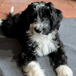 Artemis - Black and white female Aussiedoodle puppy in New Durham, New Hampshire from Ridgeview Aussiedoodles