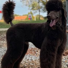 Murphy’s Scare Because We Care - Poodle