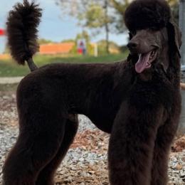 Murphy’s Scare Because We Care - Poodle