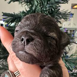 Sprout - Fawn brindled black male Chihuahua puppy in Coweta, Oklahoma from Green Country Chihuahuas