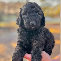 Cole - Sable male Poodle puppy in Athens, Georgia from Alexander’s Standard Poodles