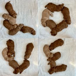 Goldendoodle Puppies from Millie Billie Doodles