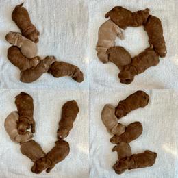 Goldendoodle Puppies from Millie Billie Doodles