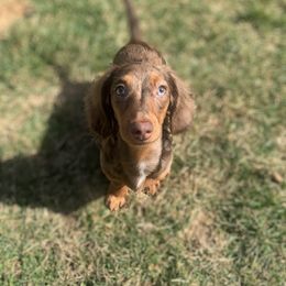 Dachshund Puppies from Sugar Creek Mini Doxies