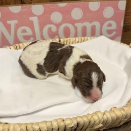 Girl 4 - Brown and white female Aussiedoodle puppy in Lavonia, Georgia from H & A Kennels