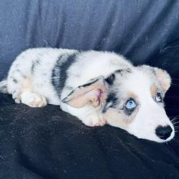 Apollo 2 - Blue merle and white male Cardigan Welsh Corgi puppy in Huntington Beach, California from Gingerbread