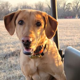 Labrador Retriever All Grown Up from G Bar Hunting Retriever Kennels