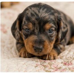 Porter - Dapple male Dachshund puppy in Licking, Missouri from Piney River Dachshunds