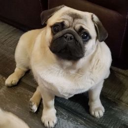 Paden - Pug