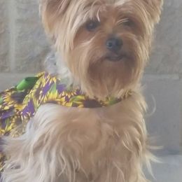 Yorkshire Terriers from Djidade Muhavi's Yorkshire Terriers