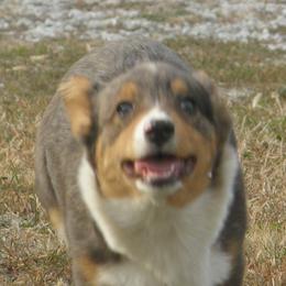 American Corgi and Pembroke Welsh Corgi Puppies from Nightstreak Corgis