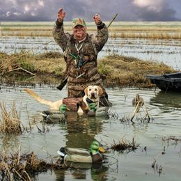Labrador Retriever All Grown Up from South Wind Labradors