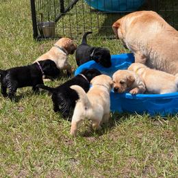 Yellow male 4 - Yellow male Labrador Retriever puppy in Orlando, Florida from Clarisma K9’s