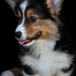 Pembroke Welsh Corgi Puppies from Fawn Ridge Farm