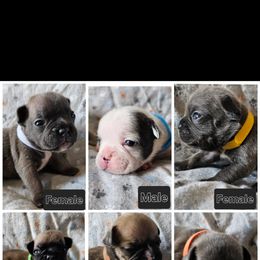 French Bulldog Puppies from Stephanie Jones