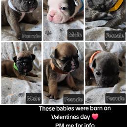 French Bulldog Puppies from Stephanie Jones