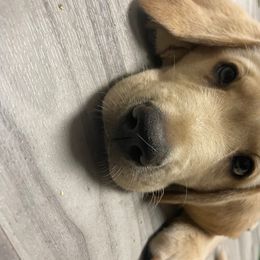 Labrador Retriever Puppies from Jewell Labradors