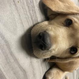 Labrador Retriever Puppies from Jewell Labradors