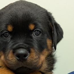 Rottweilers from Desert Sky