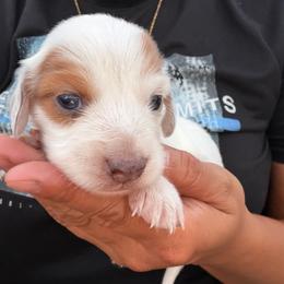 Daphne - Dapple female Dachshund puppy in Jarales, New Mexico from Poker Paws Dachshunds