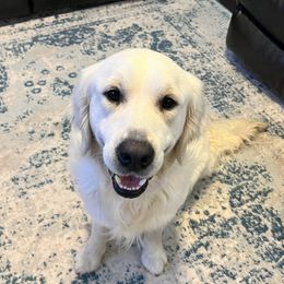 Goldendoodle and Golden Retriever Puppies from SSC Golden Retreivers