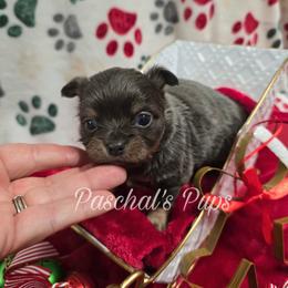 Cranberry - Blue and tan female Chihuahua puppy in Bowdon, Georgia from Paschal's Pups